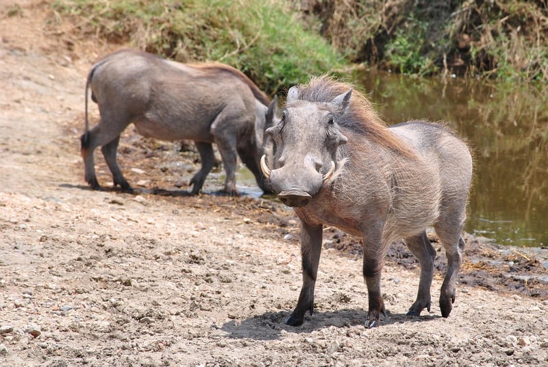 Safari in the Serengeti, Tanzania